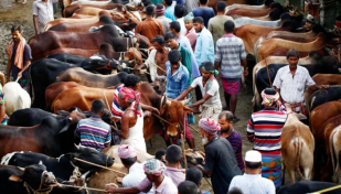 Govt issues instructions on cattle markets