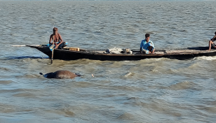 Trawler carrying 28 sacrificial cows sinks in Padma River