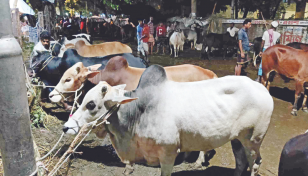 Small, medium cattle on high demand, little response to big ones