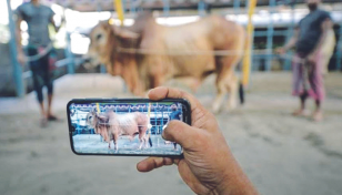 Digital cattle business getting popularity in Rajshahi