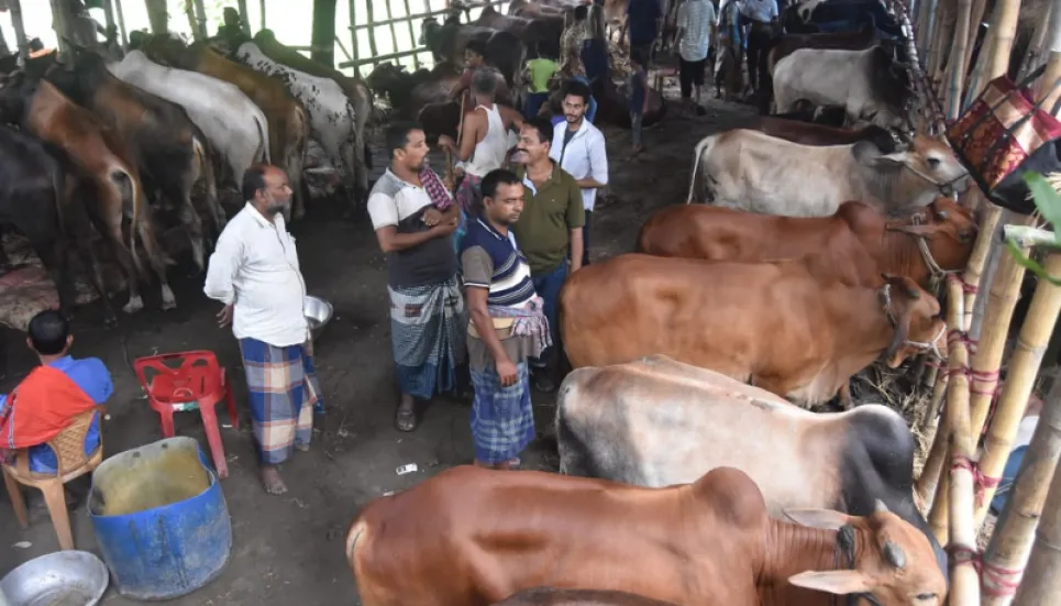 With Eid a day away, cattle prices rise in Ctg