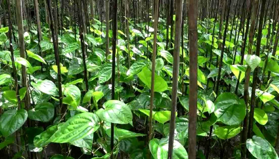 Betel leaf farming vitalises Rajshahi's rural economy