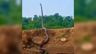 King cobra’s ‘standing up’ video leaves netizens stunned