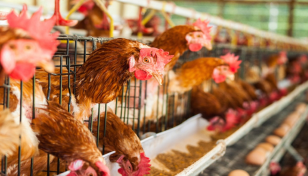 Govt to probe ‘unreasonable’ chicken prices