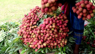 Dinajpur litchi growers expect bumper production