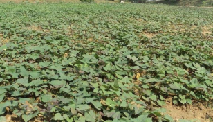 Around 47,000 tonnes sweet potato produced in Rajshahi