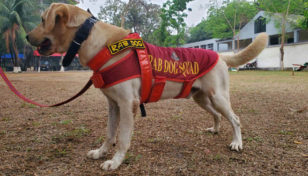 Heroic dog to receive ‘RAB Director General’ award 