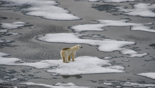 Urgent climate action must for livable future for all: Experts