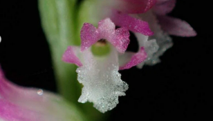 New 'glass-like' orchid species discovered in Japan