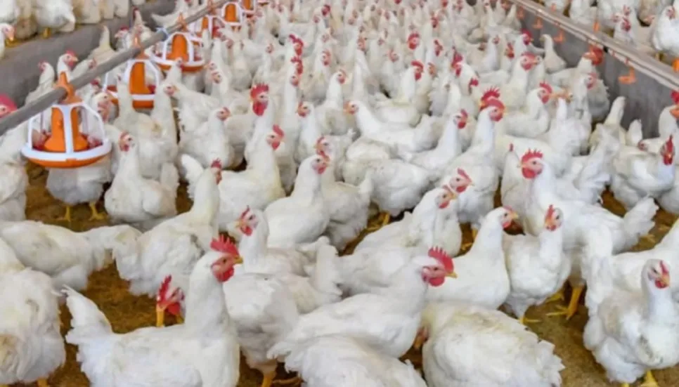 Broiler chicken price to go down by Tk30-40/kg: DNCRP