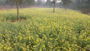 Record 4.34 lakh tonnes mustard seed harvested in Rajshahi division