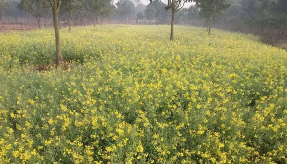 Record 4.34 lakh tonnes mustard seed harvested in Rajshahi division