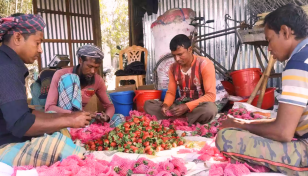 Strawberry farming brings success for Chuadanga’s Riton