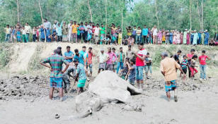 Elephant found dead in Sherpur