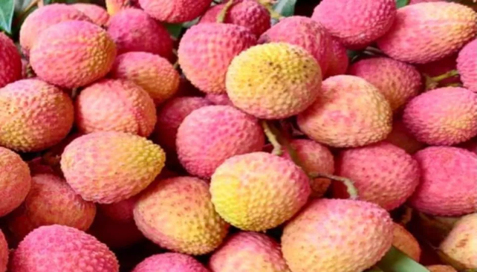 Litchi starts appearing in Rajshahi markets