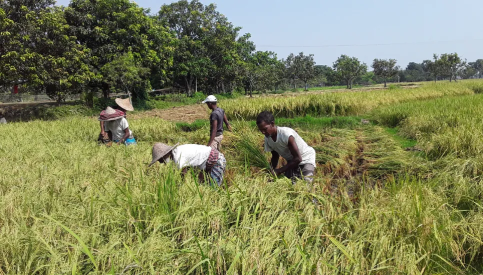 Bumper yield of Boro brings smiles to Chapainawabganj farmers