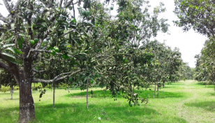 Chapainawabganj farmers are all smiles