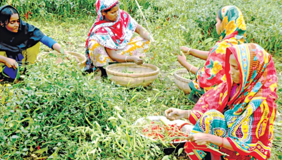 Chili farmers happy over bumper yield in Panchagarh 