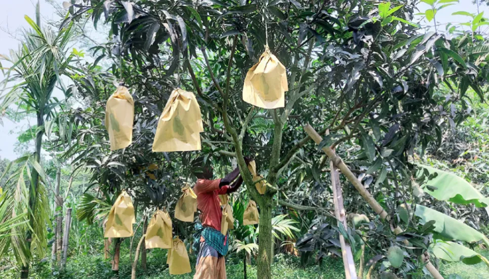 Fruit bagging method ensures quality mango production