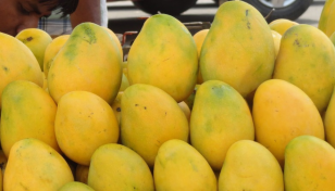 Mango export begins to 4 countries