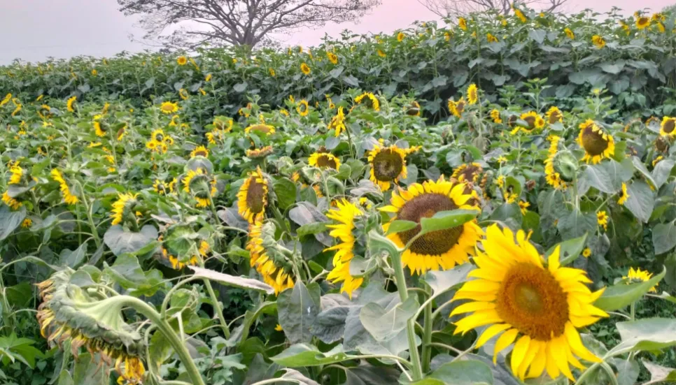 New Sunflower variety to fulfill oil demand: ACI