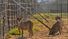 Three cheetah cubs die in India amid heat wave