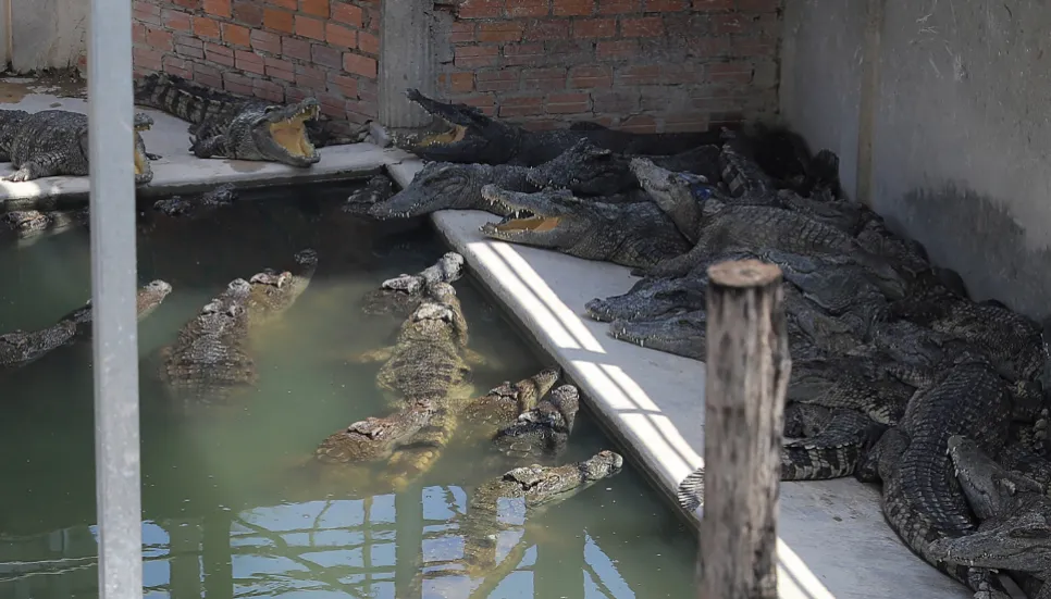 Cambodian killed by 40 crocodiles