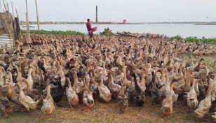 Duck rearing brings fortune to char villagers in Narsingdi