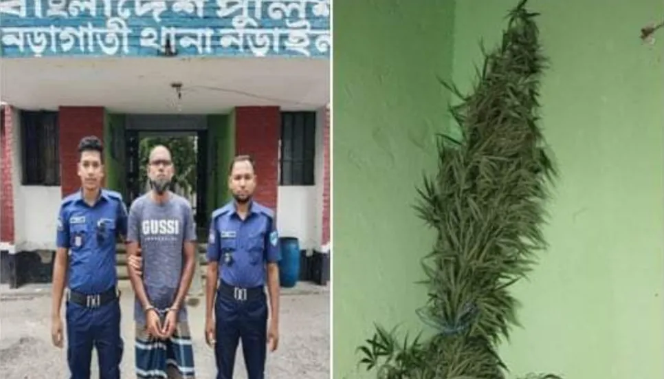 Man arrested for cultivating cannabis in Narail