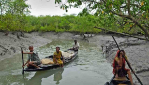 Fishermen return to crab collection in Sundarbans