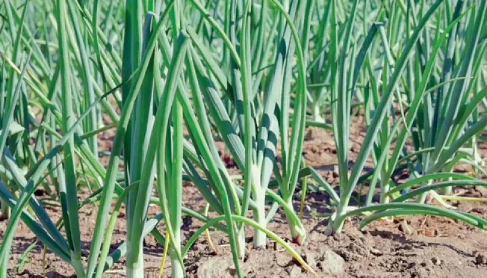 Bumper garlic output make Rangpur farmers delightful