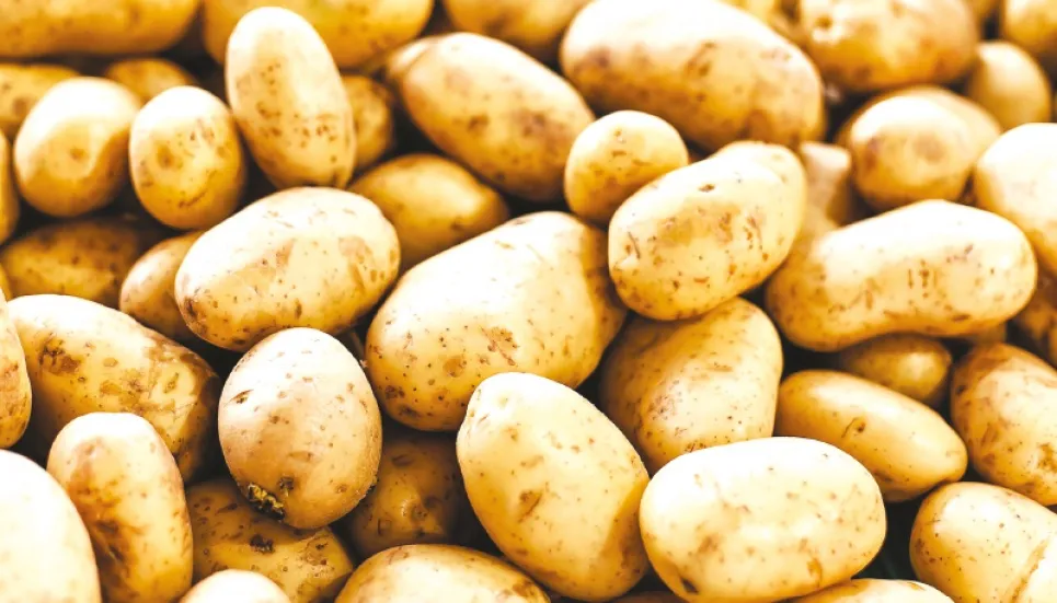 Indian potato import drives down wholesale prices