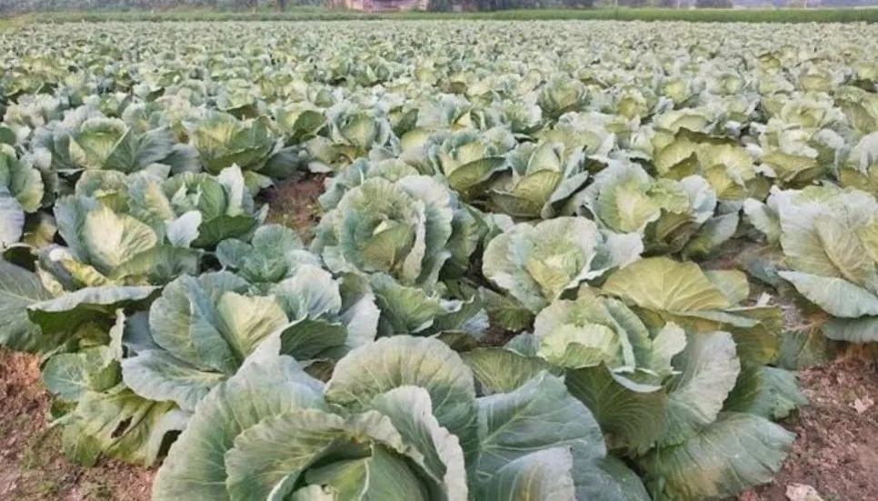 Advanced cabbage farming delights people in Rajshahi