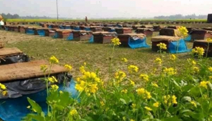 Khulna farmers expect bumper mustard yield