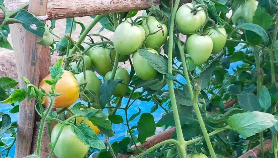 Summer tomato farming delights many Rajshahi people