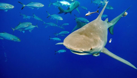 Fishing nations pledge shark, ray protection