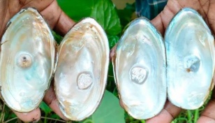 Pearl farming increasing in Barguna