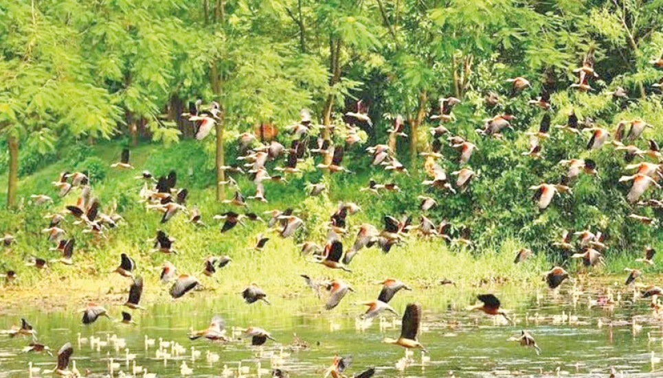 Bharardaho Beel regains heavenly look with chirping birds