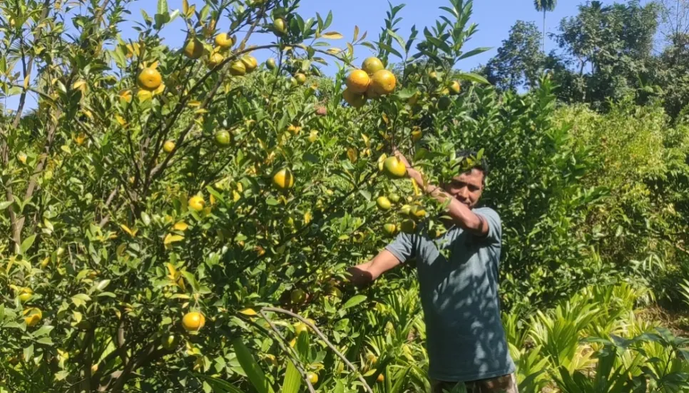 Orange farming sparks agricultural trend in Kurigram