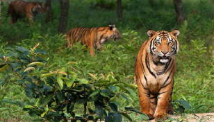 Fisherman’s severed head recovered from Sundarbans