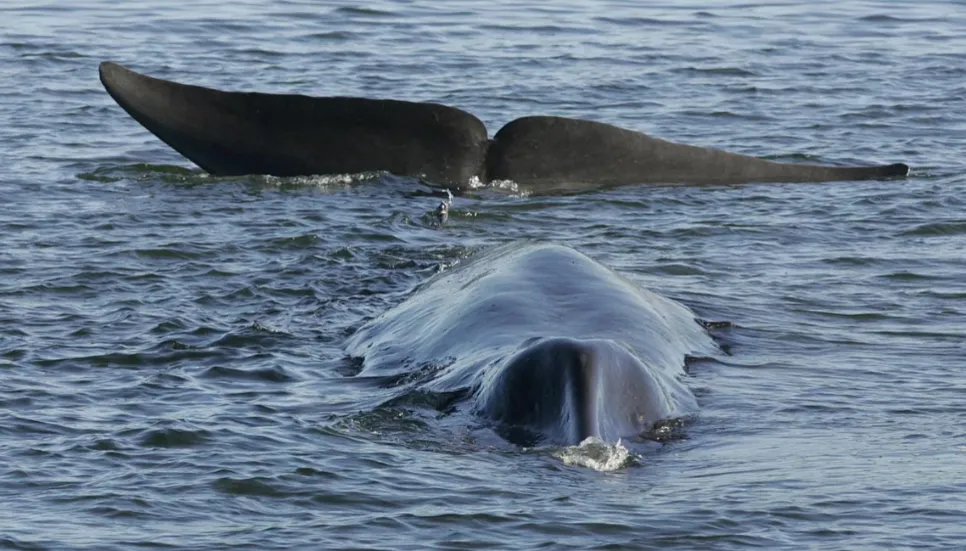 Iceland whalers kill 24 fin whales as season ends