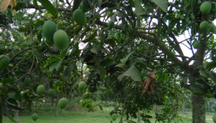 Preservation facility can save 30% mangoes in Rajshahi