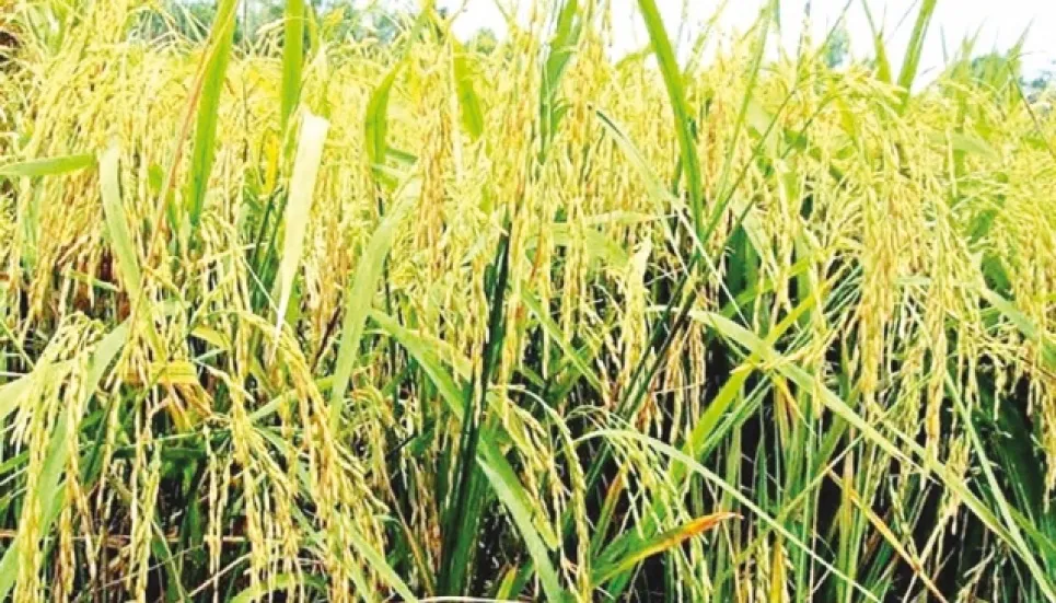 EIR project helps produce tonnes of Aman paddy