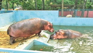 Chattogram Zoo welcomes female hippopotamus 