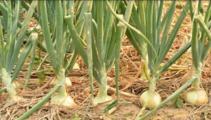 Gopalganj onion farming: 520 farmers to get incentive