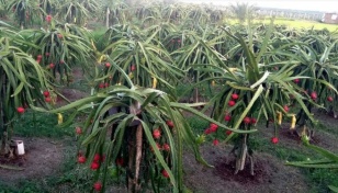 Dragon farming gains popularity in Rajshahi