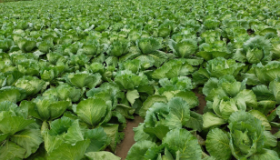 Summer cabbage farming gains popularity in Rajshahi