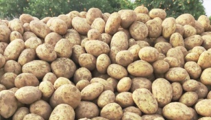 DCs directed to ensure sale of potatoes at govt-set price