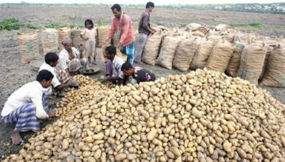 Early variety of potato may hit market ‍at end of November