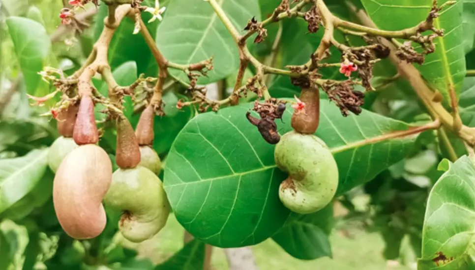 Cashew nut grown experimentally in Sherpur Garo hills